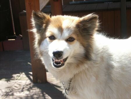 カメラを向けると怒ります。