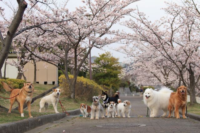 後から、シェル君（左端）も参加しました。