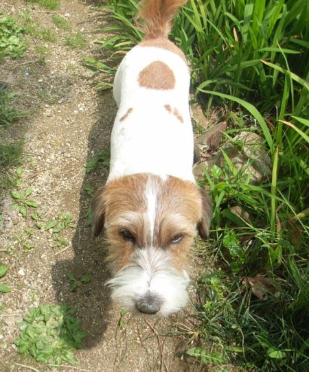 おいら・・・こんなに胴長犬だったっけ？？