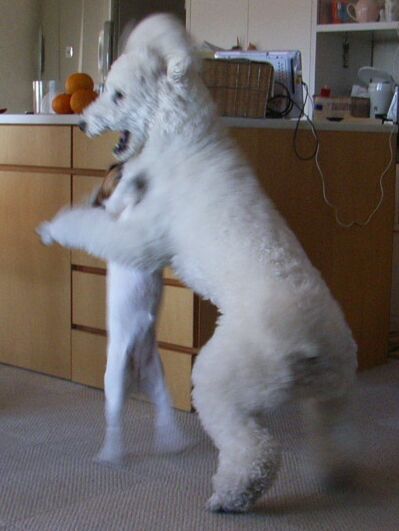 背伸びしても、届かない～～～