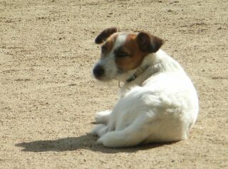 ひなたぼっこしてます