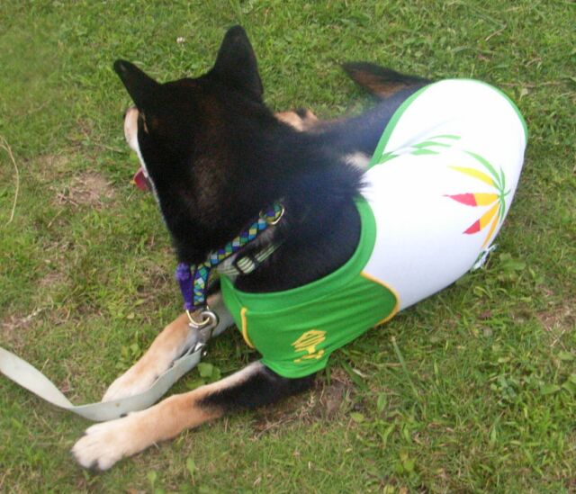 でも・・・背中のとこ・・・ちょっと・・・