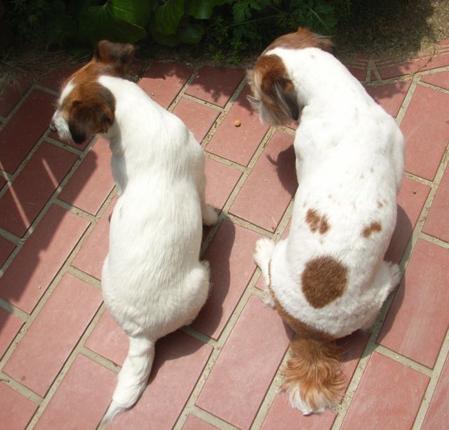 シッポだけ「モシャモシャ」してます♪