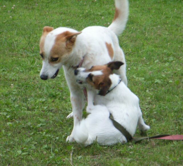 久しぶりのガウガウ