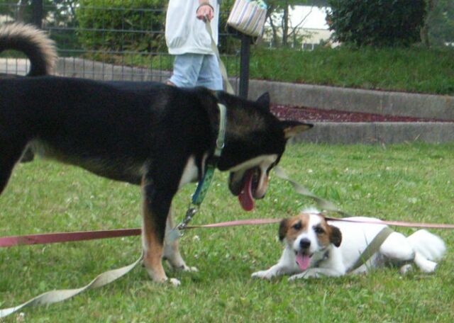 もう、コタにはかないましぇ～～ん