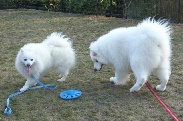 スピッツの「ムク」とサモエドの「キャンディ姫」・・・そっくりでしょ