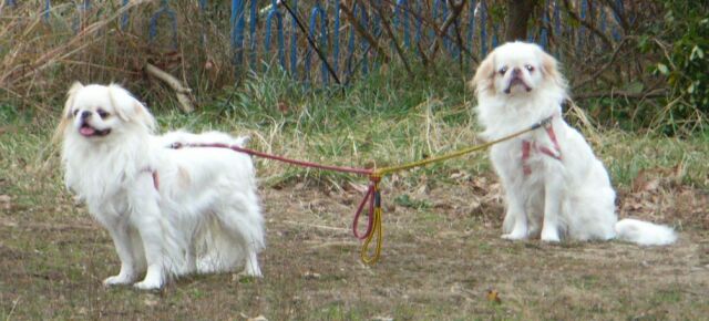 ユウ（長女）＋ホクト（長男）です