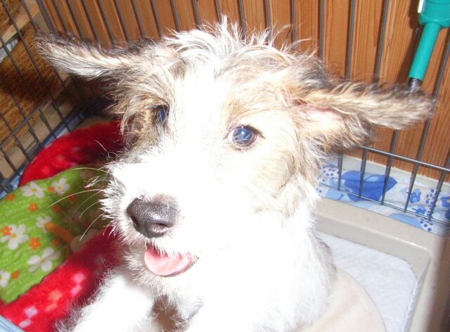 ヨ・ロ・シ・コ