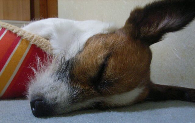 オ・ヤ・ス・ミ・ナ・サ・イ・・・・。