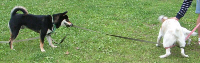 もちろん　ピュアにもかないましぇ～～ん（涙