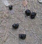 お食事中の方には、失礼しました・・・