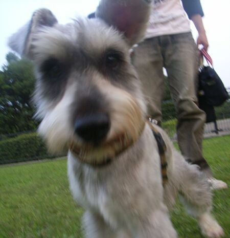 いつも「ジェントルマン」のベン君です