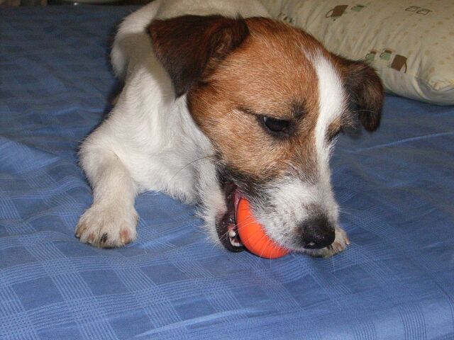 ん～～新しいおもちゃは・・・・・