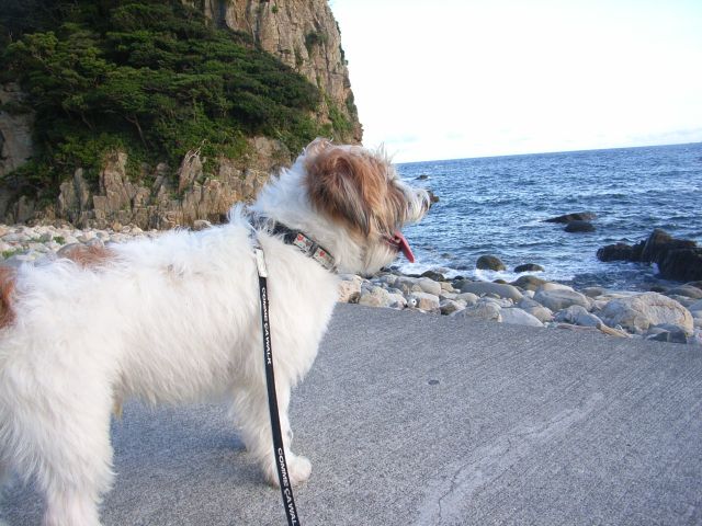 太平洋でチャプチャプしたい　ワン　