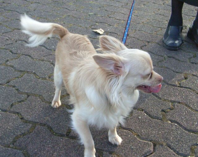 チワワの「コマン」です。リズに好かれてちょっと迷惑ですっ