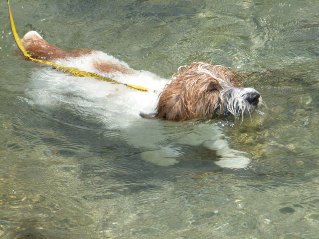 熱帯魚と一緒に泳ぐ？