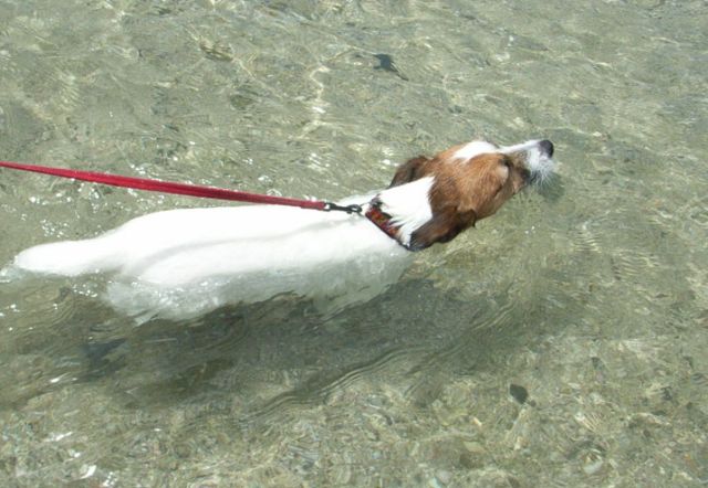 もちろん「リズ」も泳ぎます。