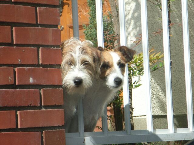 今日は連れてってくれないの？