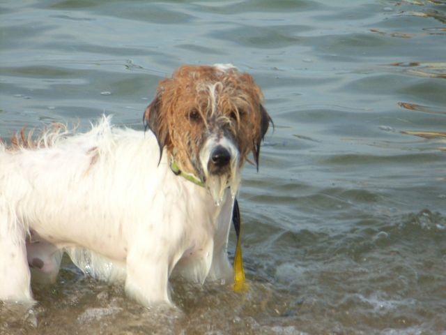 ビスキーは、元のモジャ犬に戻りました。