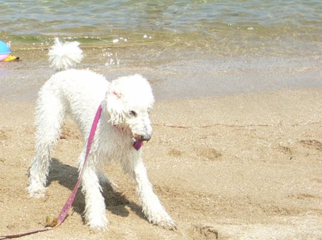 スタンダードプードルの「マリー」ちゃんも海水浴