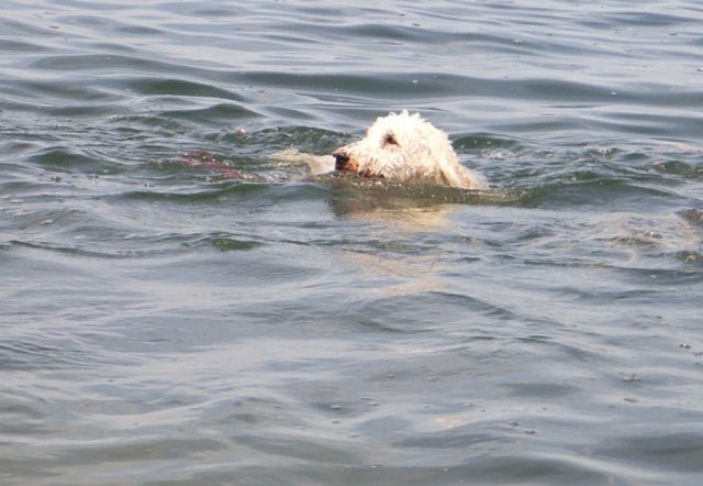 マリーちゃんも泳ぎました。