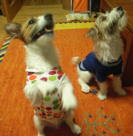 もうこのお洋服も着れないかも・・・（涙