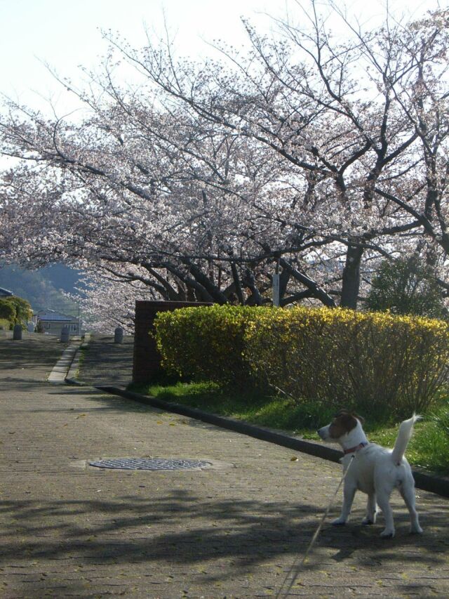 桜とワンコ