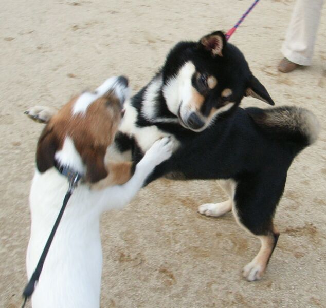 ほんのご挨拶ですっ♪