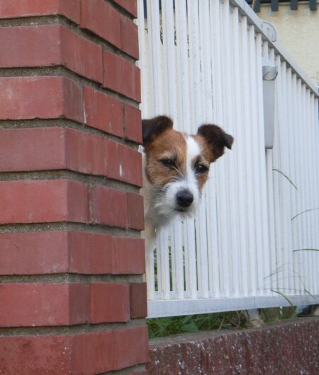 わたしは、お留守番・・・ですか