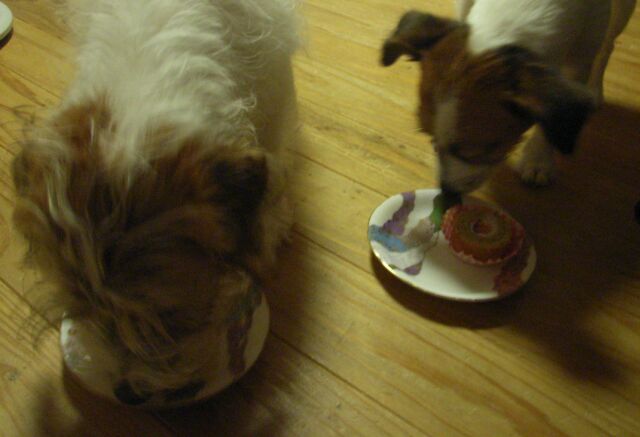 ビスキーはあっという間に食べてしまいます