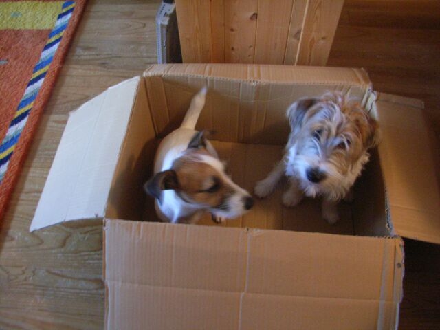 ダンボール箱に入ると、ワクワクしてきます♪