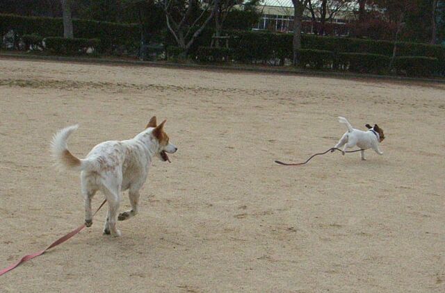 逃げ足の速さは、公園チャンピョン？