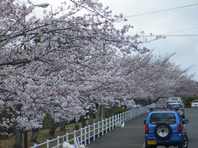 公園までの桜並木です