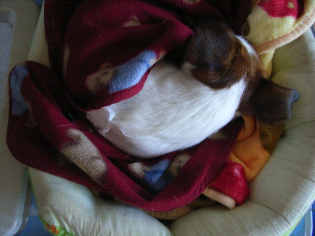 背中の絆創膏が、点滴注射の跡ですっ