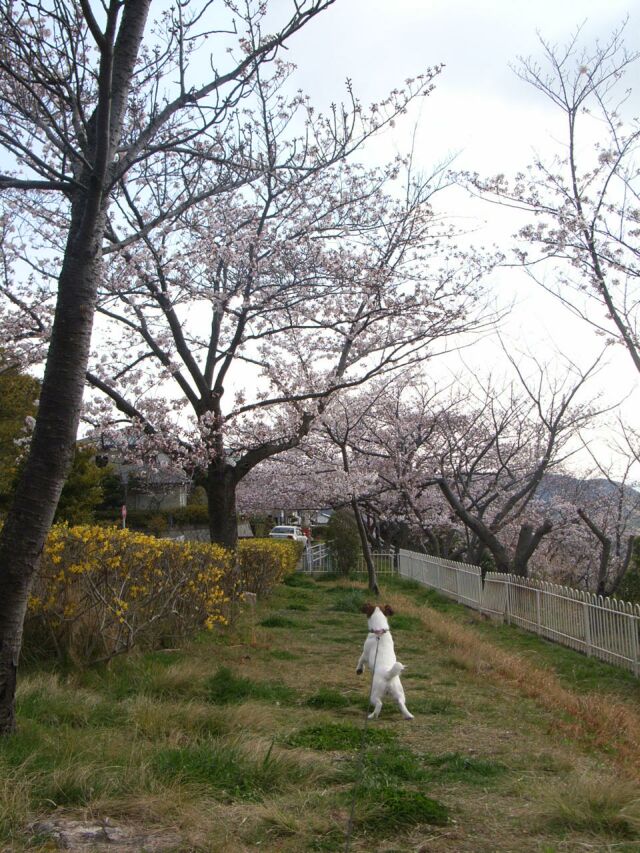 花よりワンコ？