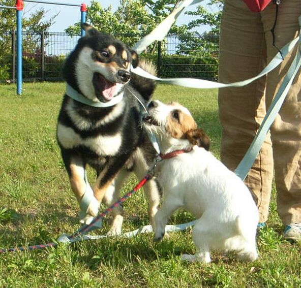 コタ～～顔がこわ～～い♪