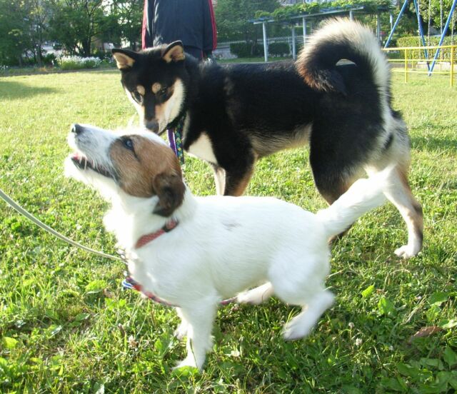 最近　ガウガウよりも、ウマウマが好きです・・・