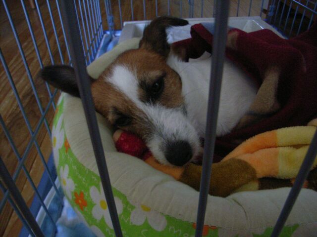 おやつもお散歩も無しですか～～