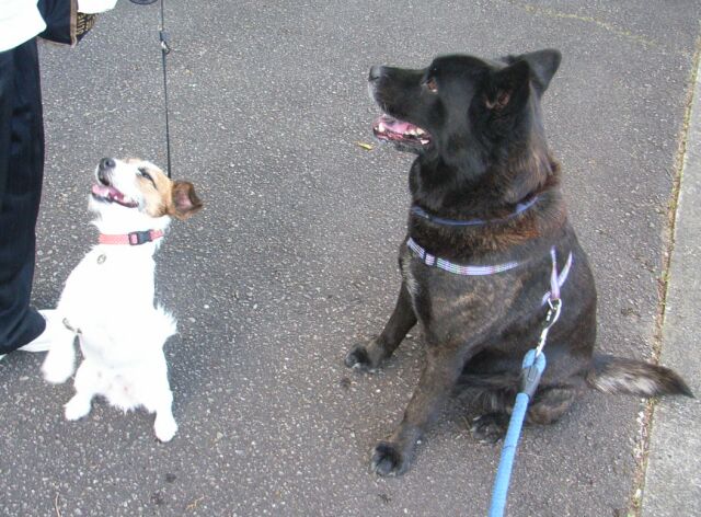 一緒にお散歩です。