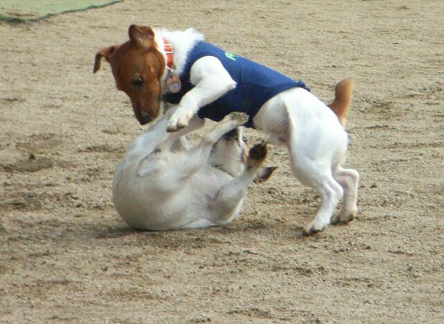 ジャックさんの押さえ込み！