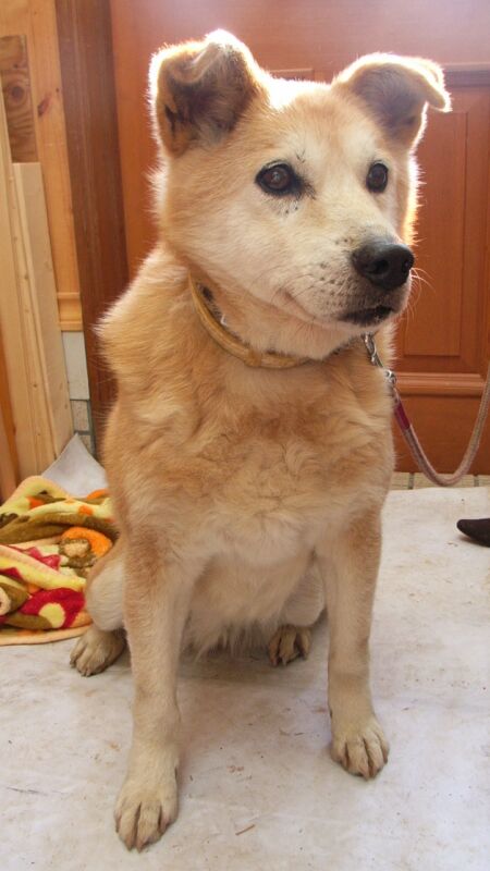 寂しがり屋さんで、そばにいないとクンクン鳴きます