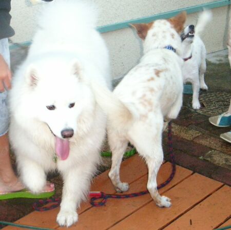 リズとピュアはプールそっちのけで「ガウガウ」・・・