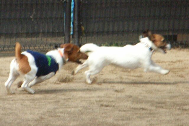 かけっこは、リズの負けでしたね～