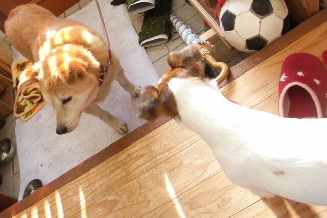 本名は、「ナナ」ちゃん・・・もちろん女の子ですっ