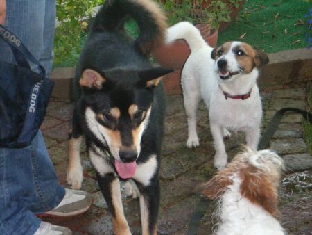 コタ・・・「僕のことはかまわないで、皆さん楽しんでくださいっ・・・」