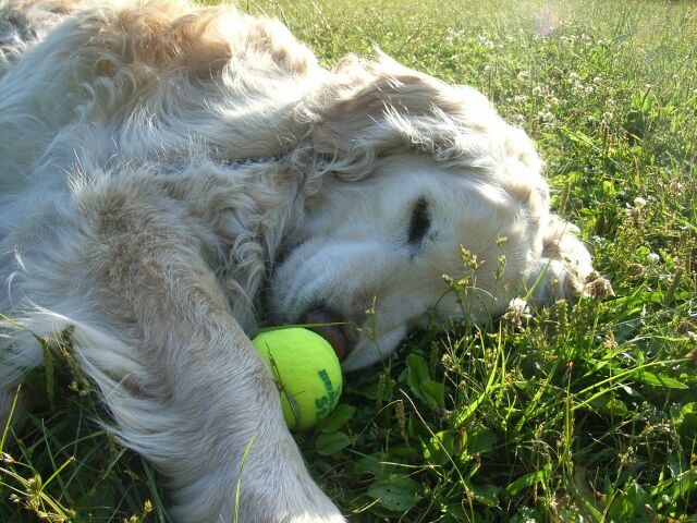 ボールをハミハミしながら、まったりしておるのじゃ・・・