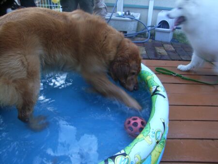 このプールは、ちょっと狭すぎ・・・・・