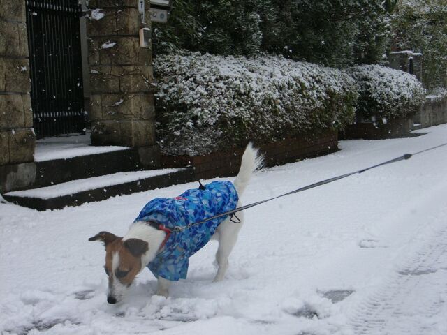 カッパ着てお散歩です♪