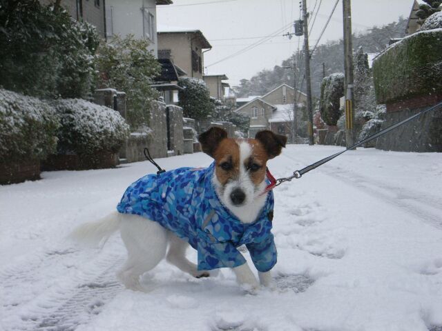雪国のワンコみたいでしょ