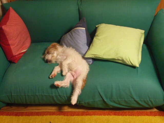 ソファーの割れ目にはまって爆睡です。妙にフィットします。